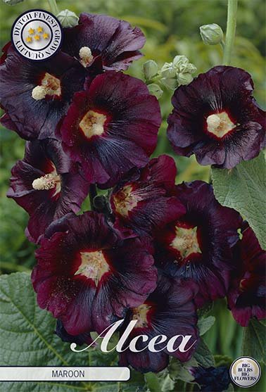 Alcea Maroon 1-pack - Svedberga Plantskola AB - Köp växter Online med hemleverans.