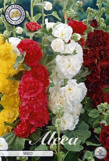 Alcea Mixed 3-pack - Svedberga Plantskola AB - Köp växter Online med hemleverans.