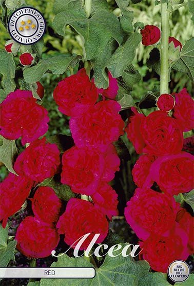 Alcea Red 1-pack - Svedberga Plantskola AB - Köp växter Online med hemleverans.