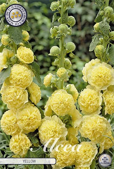 Alcea Yellow 1-pack - Svedberga Plantskola AB - Köp växter Online med hemleverans.