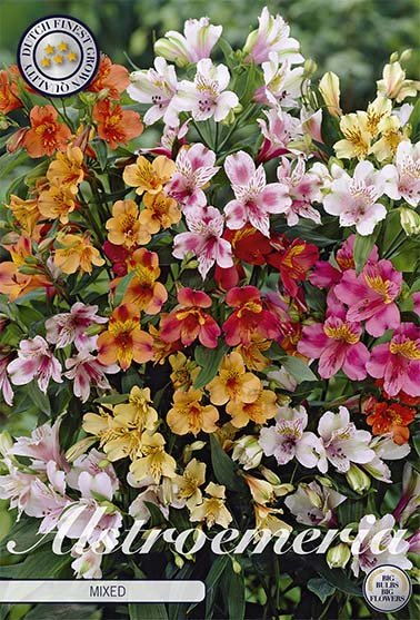 Alstroemeria Mixed 3-pack - Svedberga Plantskola AB - Köp växter Online med hemleverans.