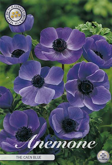 Anemone Coronaria The Caen Blauw 15 -pack - Svedberga Plantskola AB - Köp växter Online med hemleverans.