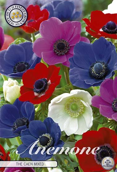 Anemone Coronaria The Caen Gemengd 15 -pack - Svedberga Plantskola AB - Köp växter Online med hemleverans.