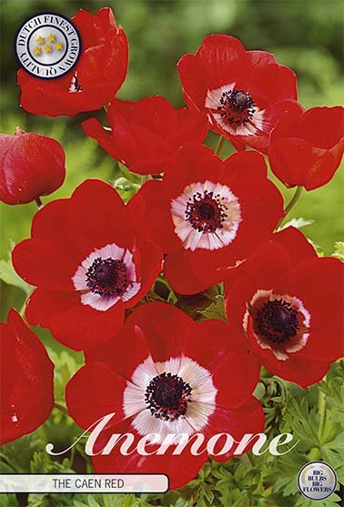 Anemone Coronaria The Caen Rood 15 -pack - Svedberga Plantskola AB - Köp växter Online med hemleverans.
