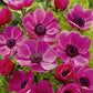 Anemone Coronaria The Caen Rose 15 -pack - Svedberga Plantskola AB - Köp växter Online med hemleverans.