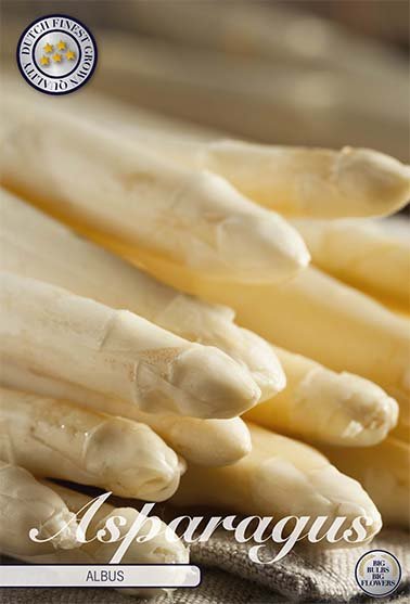 Asparagus Albus 2-pack - Svedberga Plantskola AB - Köp växter Online med hemleverans.
