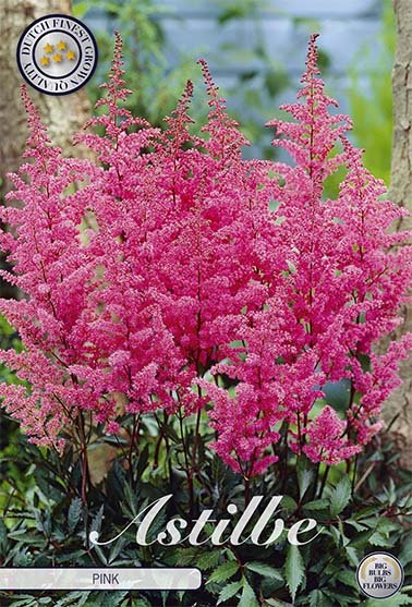 Astilbe pink 1-pack - Svedberga Plantskola AB - Köp växter Online med hemleverans.