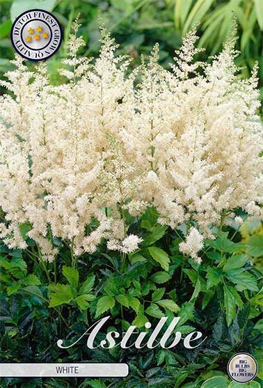 Astilbe White 1-pack - Svedberga Plantskola AB - Köp växter Online med hemleverans.