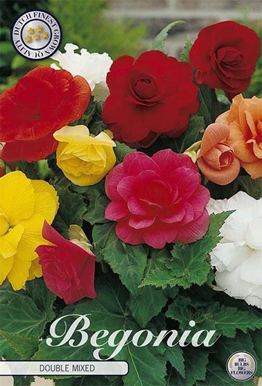 Begonia Double Mixed 3-pack - Svedberga Plantskola AB - Köp växter Online med hemleverans.