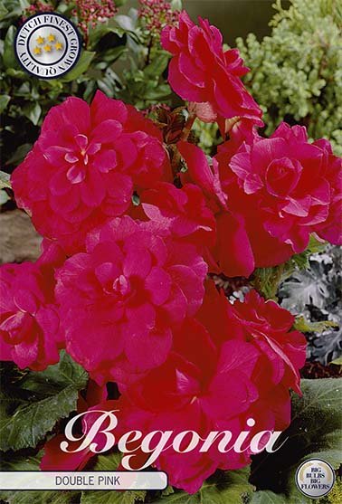 Begonia Double Pink 3-pack - Svedberga Plantskola AB - Köp växter Online med hemleverans.
