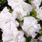 Begonia Double White 3-pack - Svedberga Plantskola AB - Köp växter Online med hemleverans.