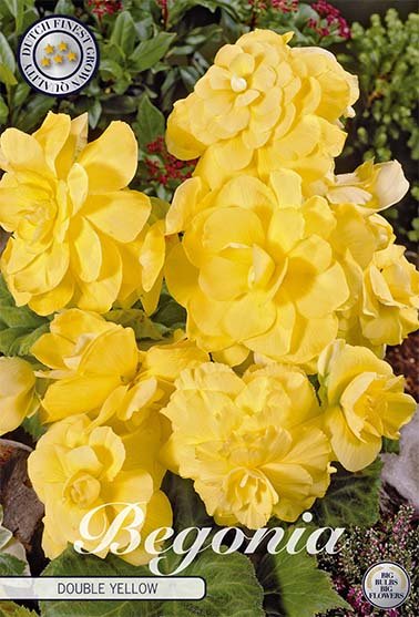 Begonia Double Yellow 3-pack - Svedberga Plantskola AB - Köp växter Online med hemleverans.