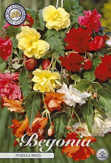 Begonia Pendula Mixed 3-pack - Svedberga Plantskola AB - Köp växter Online med hemleverans.