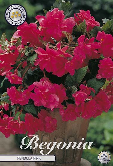 Begonia Pendula Pink 3-pack - Svedberga Plantskola AB - Köp växter Online med hemleverans.