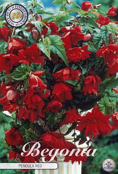 Begonia Pendula Red 3-pack - Svedberga Plantskola AB - Köp växter Online med hemleverans.