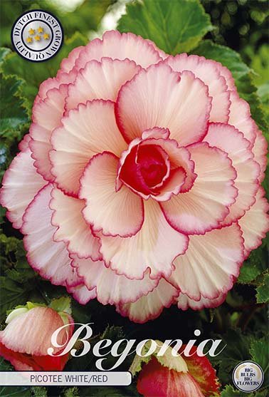 Begonia Picotee White/Red 3-pack - Svedberga Plantskola AB - Köp växter Online med hemleverans.