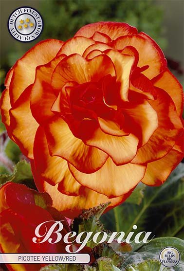 Begonia Picotee Yellow/Red 3-pack - Svedberga Plantskola AB - Köp växter Online med hemleverans.