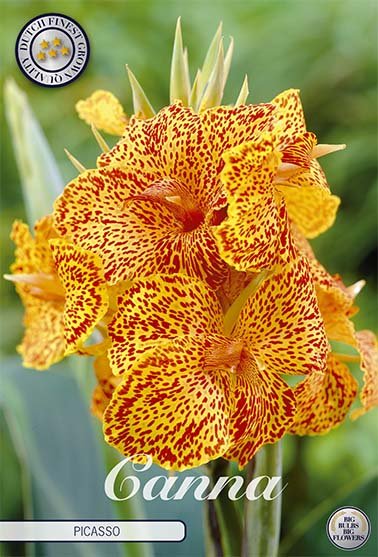 Canna Picasso 1-pack - Svedberga Plantskola AB - Köp växter Online med hemleverans.