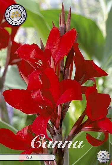 Canna Red 1-pack - Svedberga Plantskola AB - Köp växter Online med hemleverans.