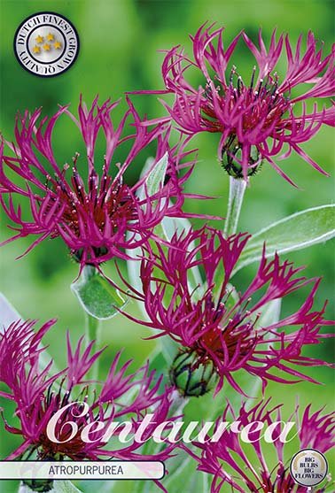 Centaurea Atropurpurea 1-pack - Svedberga Plantskola AB - Köp växter Online med hemleverans.