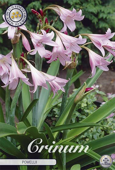 Crinum Powelii 1 -pack - Svedberga Plantskola AB - Köp växter Online med hemleverans.
