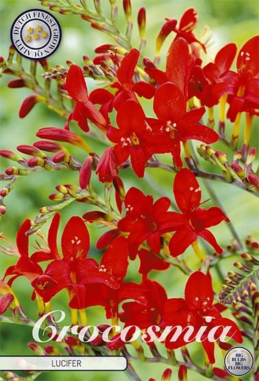 Crocosmia Lucifer 10 -pack - Svedberga Plantskola AB - Köp växter Online med hemleverans.
