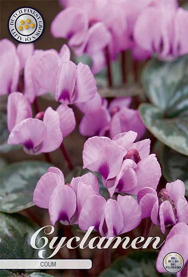 Cyclamen Coum 2 -pack - Svedberga Plantskola AB - Köp växter Online med hemleverans.