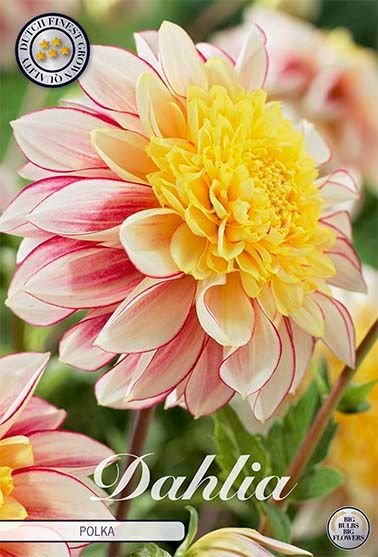 Dahlia Anemone Polka - Svedberga Plantskola AB - Köp växter Online med hemleverans.