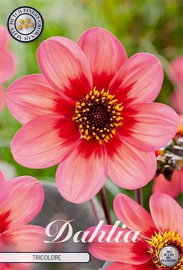 Dahlia Anemone Tricolore - Svedberga Plantskola AB - Köp växter Online med hemleverans.