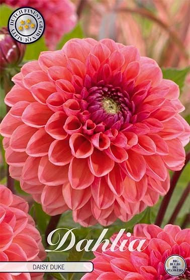 Dahlia Boll Daisy Duke - Svedberga Plantskola AB - Köp växter Online med hemleverans.