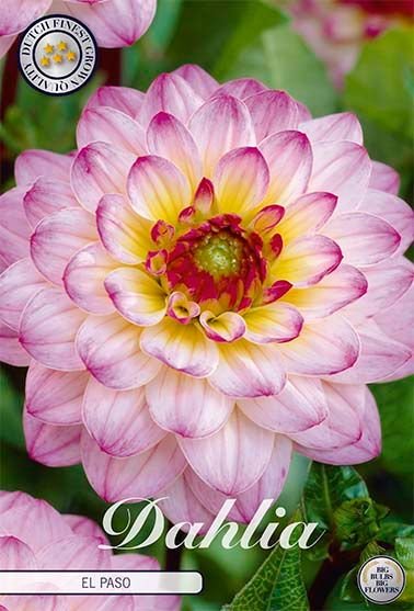 Dahlia Boll El Paso - Svedberga Plantskola AB - Köp växter Online med hemleverans.