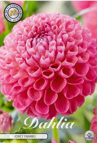 Dahlia Boll Jowey Frambo (Nyhet) - Svedberga Plantskola AB - Köp växter Online med hemleverans.