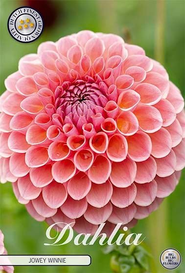 Dahlia Boll Jowey Winnie (Nyhet) - Svedberga Plantskola AB - Köp växter Online med hemleverans.