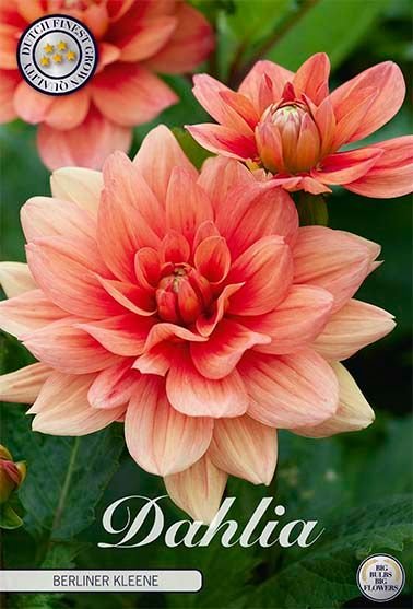 Dahlia Border Berliner Kleene - Svedberga Plantskola AB - Köp växter Online med hemleverans.