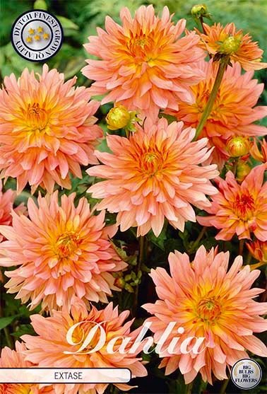 Dahlia Border Extase - Svedberga Plantskola AB - Köp växter Online med hemleverans.