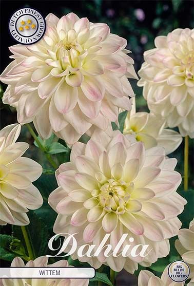 Dahlia Border Wittem - Svedberga Plantskola AB - Köp växter Online med hemleverans.