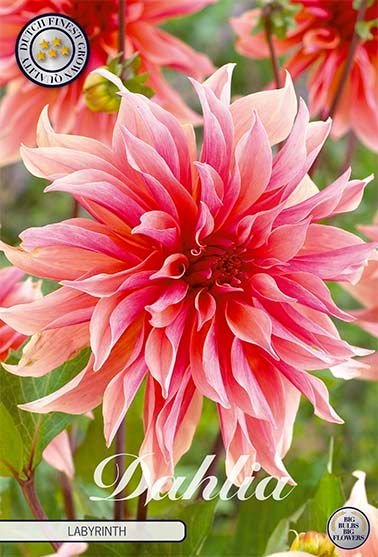 Dahlia Cactus Labyrinth - Svedberga Plantskola AB - Köp växter Online med hemleverans.
