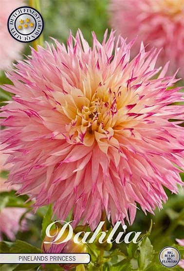 Dahlia Cactus Pinelands Princess - Svedberga Plantskola AB - Köp växter Online med hemleverans.