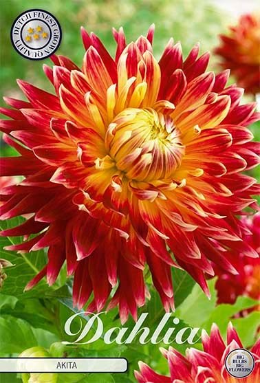Dahlia Decorative Akita - Svedberga Plantskola AB - Köp växter Online med hemleverans.
