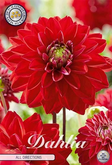 Dahlia Decorative All Directions - Svedberga Plantskola AB - Köp växter Online med hemleverans.