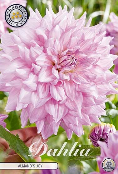 Dahlia Decorative Almand's Joy - Svedberga Plantskola AB - Köp växter Online med hemleverans.