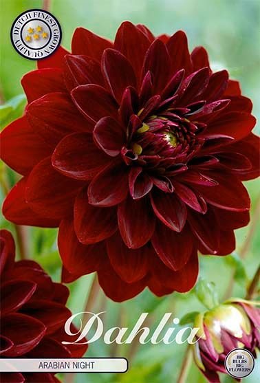 Dahlia Decorative Arabian Night - Svedberga Plantskola AB - Köp växter Online med hemleverans.