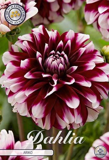 Dahlia Decorative Ariko - Svedberga Plantskola AB - Köp växter Online med hemleverans.