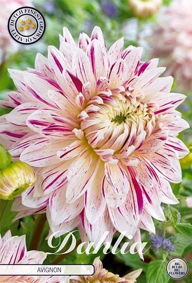 Dahlia Decorative Avignon - Svedberga Plantskola AB - Köp växter Online med hemleverans.