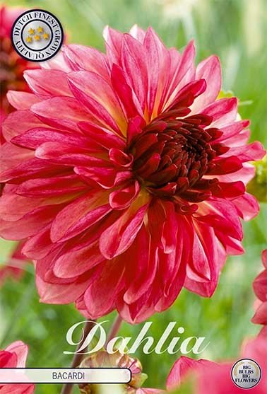 Dahlia Decorative Bacardi - Svedberga Plantskola AB - Köp växter Online med hemleverans.
