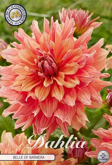 Dahlia Decorative Belle of Barmera (Nyhet) - Svedberga Plantskola AB - Köp växter Online med hemleverans.