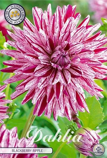 Dahlia Decorative Blackberry Ripple - Svedberga Plantskola AB - Köp växter Online med hemleverans.