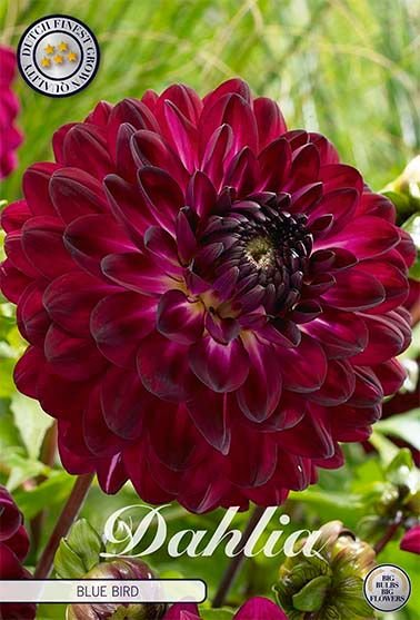 Dahlia Decorative Blue Bird - Svedberga Plantskola AB - Köp växter Online med hemleverans.