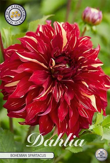 Dahlia Decorative Bohemian Spartacus - Svedberga Plantskola AB - Köp växter Online med hemleverans.