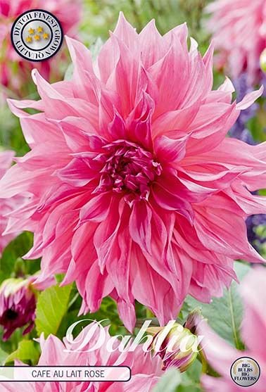 Dahlia Decorative Cafe au Lait Rosé (Nyhet) - Svedberga Plantskola AB - Köp växter Online med hemleverans.